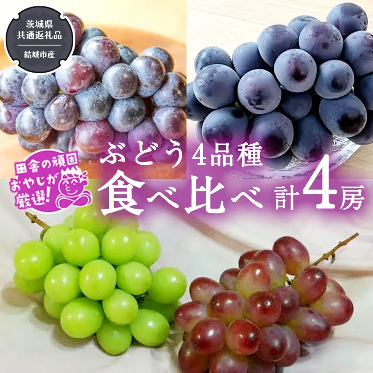 ぶどう 4品種 食べ比べ（各１房ずつ）【2026年8月より発送開始】（茨城県共通返礼品 [ぶどう]：結城市産）  ブドウ 葡萄 果物 フルーツ 茨城県産 [BI452-NT]
