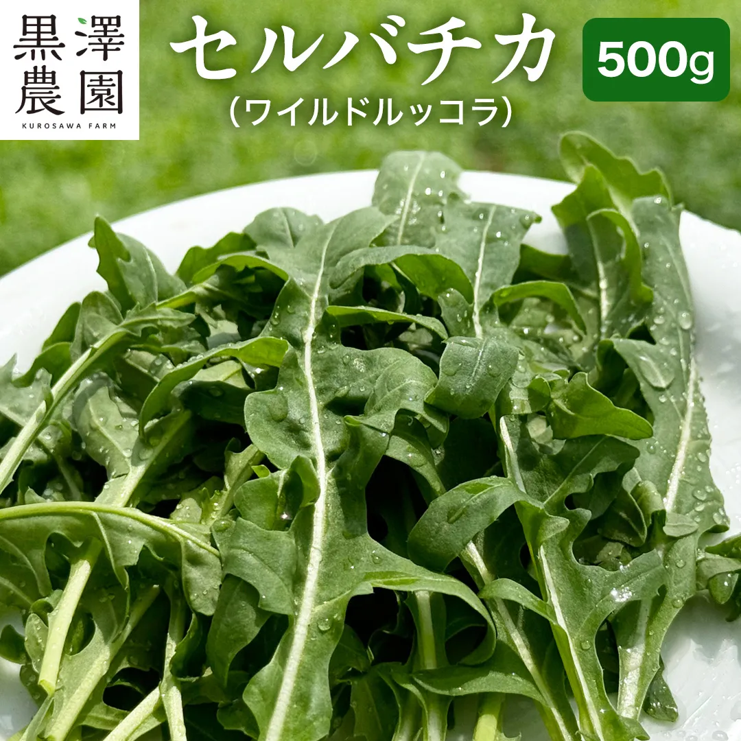 つくばみらい市 で栽培した セルバチカ ( ワイルドルッコラ ) 500g サラダ さらだ ルッコラ ハーブ 新鮮 国産 辛い セルバチコ ベビーリーフ イタリア野菜 イタリア料理 イタリアン パスタ 高級 トッピング 大容量 たっぷり [DS09-NT]