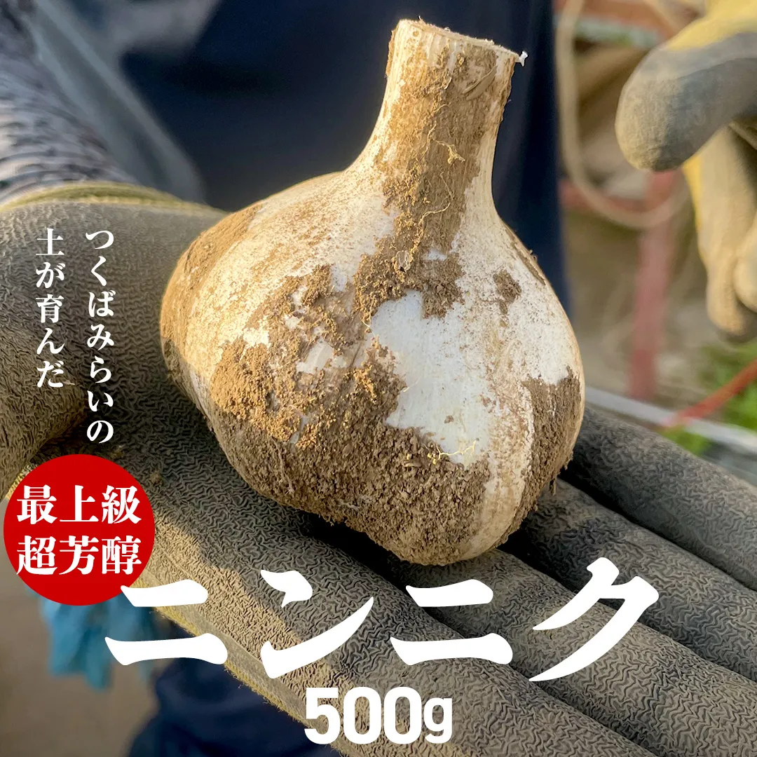 超芳醇 つくばみらいの土が育んだ 最上級ニンニク 500g つくばみらい市 ニンニク 新ニンニク 茨城県産 国産 無化学肥料 農薬不使用 化学肥料不使用 [FA01-NT]