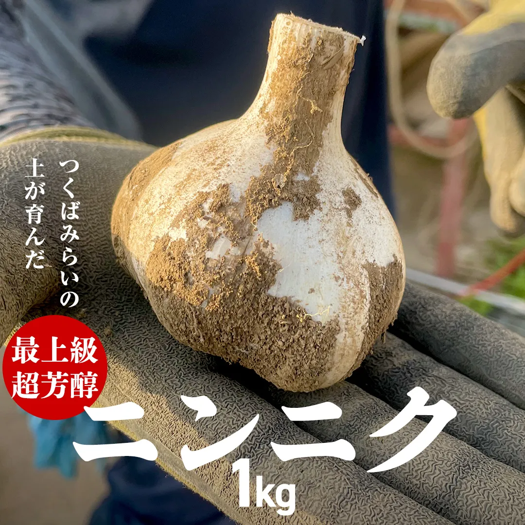 超芳醇 つくばみらいの土が育んだ 最上級ニンニク 1kg つくばみらい市 ニンニク 新ニンニク 茨城県産 国産 無化学肥料 農薬不使用 化学肥料不使用 [FA02-NT]