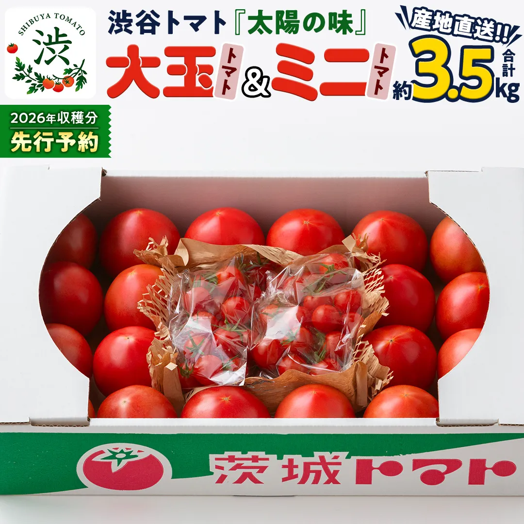 【 2026年 収穫分 先行予約 】 -太陽の味- 渋谷トマト 大玉トマト・ミニトマト詰め合わせ 約3.5kg 2026年1月5日～発送開始 トマト ミニトマト 茨城 産地直送 農家直送リコピン ビタミン 有機肥料 野菜 甘い 直売所 [EL01-NT]