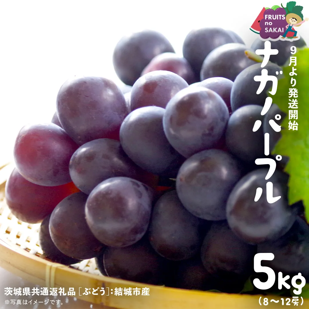 ナガノパープル 5kg （8～12房）【2025年9月より発送開始】（茨城県共通返礼品 [ぶどう]：結城市産） 葡萄 黒ぶどう 旬 お取り寄せ フルーツ 希少品種 デザート [FC04-NT]