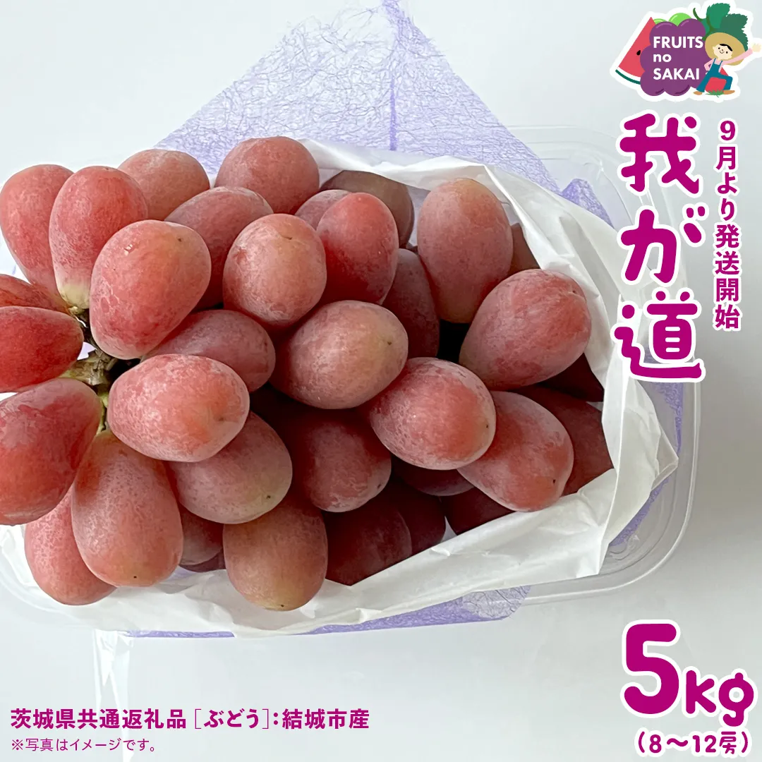 我が道 5kg （8～12房）【2025年9月より発送開始】（茨城県共通返礼品 [ぶどう]：結城市産） 葡萄 赤ぶどう 旬 お取り寄せ フルーツ 希少品種 新品種 デザート [FC03-NT]