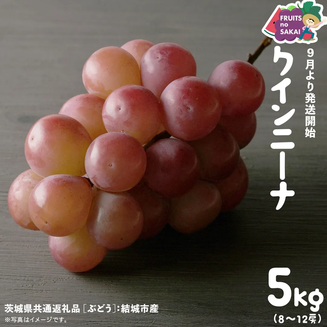 クインニーナ 5kg （8～12房）【2025年9月より発送開始】（茨城県共通返礼品 [ぶどう]：結城市産） 葡萄 赤ぶどう 旬 お取り寄せ フルーツ 甘い 希少品種 デザート [FC02-NT]