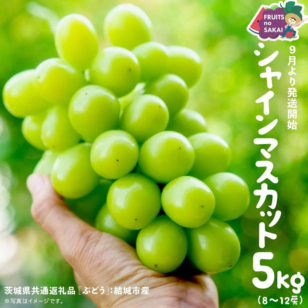 シャインマスカット 5kg （8～12房）【2025年9月より発送開始】（茨城県共通返礼品 [ぶどう]：結城市産） 葡萄 マスカット 旬 お取り寄せ フルーツ 種なし 皮ごと 甘い デザート [FC01-NT]