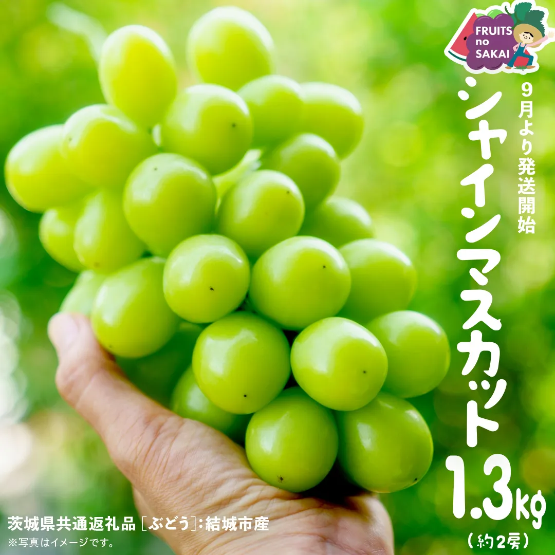 シャインマスカット 1.3kg （2房）【2025年9月より発送開始】（茨城県共通返礼品 [ぶどう]：結城市産） 葡萄 マスカット 旬 お取り寄せ フルーツ 種なし 皮ごと 甘い デザート [FC15-NT]
