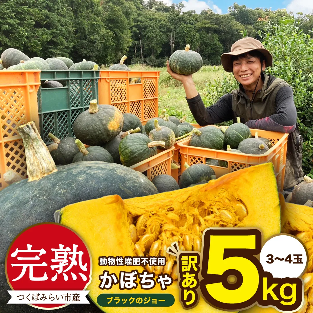 【 訳アリ 】完熟かぼちゃ ブラックのジョー 5kg（3～4玉） かぼちゃ 生かぼちゃ ほくほく ねっとり 甘い 国産 茨城県産 訳アリ お取り寄せ 野菜 国産 ［FA19-NT］
