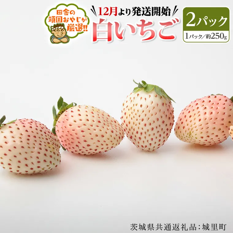 白いちご約250ｇ×2パック【12月より発送開始】（茨城県共通返礼品：城里町産）田舎の頑固おやじが厳選！  茨城県 県産 人気 厳選 果物 くだもの 旬 旬の果物 旬のフルーツ 白イチゴ 白いちご 白苺 いちご イチゴ 苺 [BI229-NT]