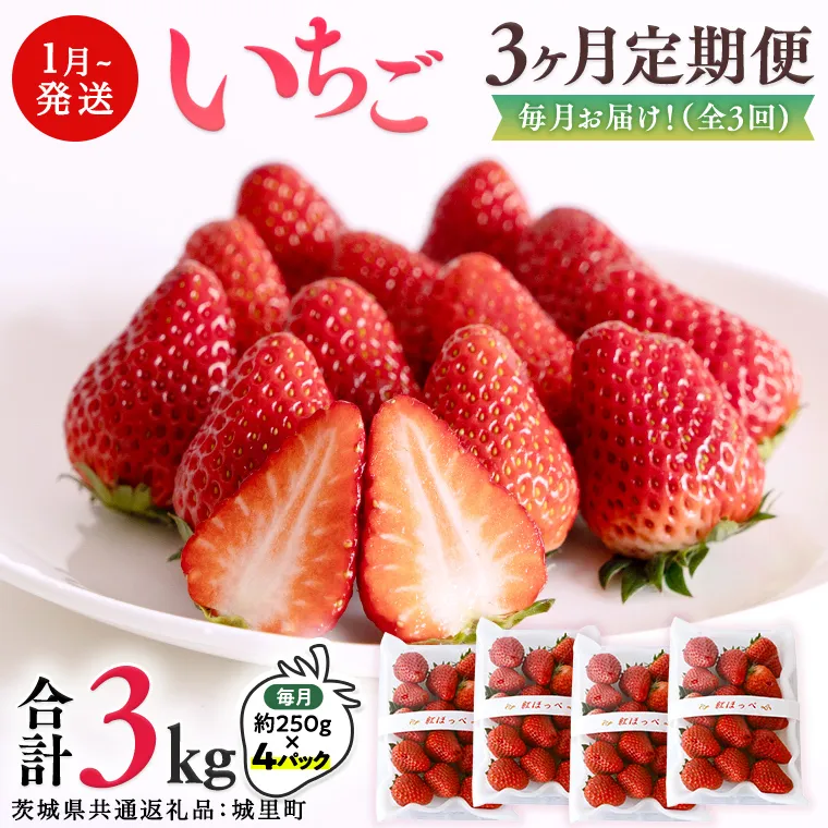 【 定期便 】 合計3kgお届け いちご の3ヶ月連続お届け便 （1回：250g×4パック）×3回 【1月から発送開始】（茨城県共通返礼品 [いちご]：城里町産） 果物 フルーツ イチゴ 苺 白いちご 白苺 とちおとめ 白いちご 紅ほっぺ やよいひめ 定期便 [BI346-NT]