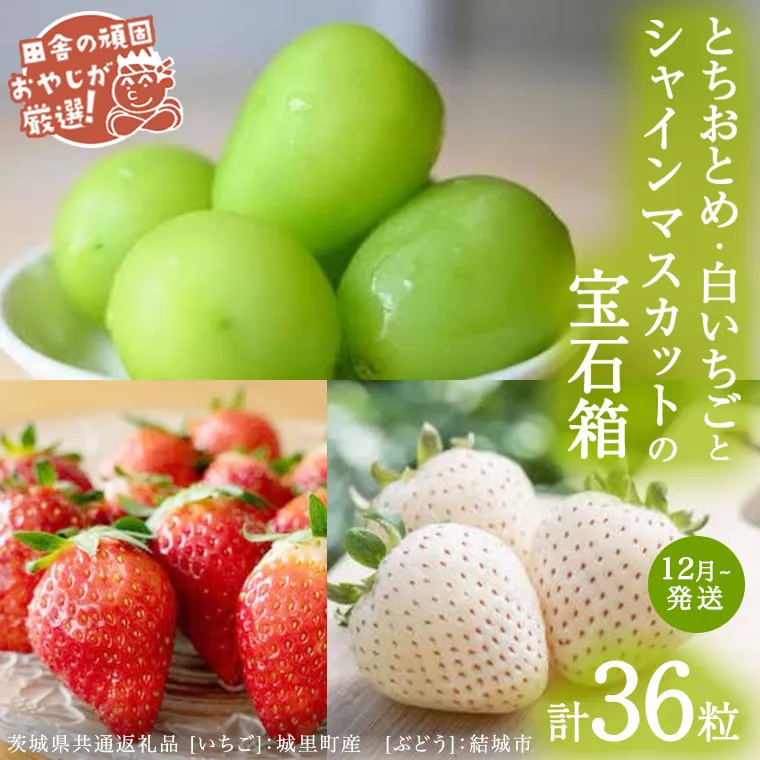 「粒々いちご18粒」とちおとめと白いちごとシャインマスカット【12月より発送開始】（茨城県共通返礼品 [いちご]：城里町産　[ぶどう]：結城市）  詰め合わせ 果物 フルーツ 茨城県産 [BI449-NT]
