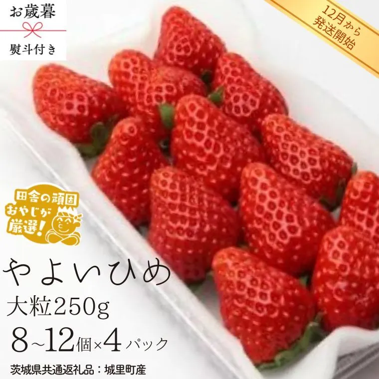 【 お歳暮 熨斗付 】やよいひめ〈いちご〉大粒 250g（8～12粒）×4パック【2026年12月から発送開始】（茨城県共通返礼品 [いちご]：城里町産） いちご 苺 イチゴ やよいひめ [BI373-NT]