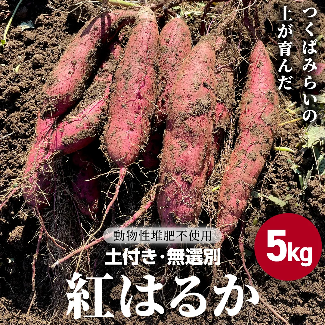 茨城県産 紅はるか 5kg 土付き 無選別 熟成 さつまいも 生芋 芋 サツマイモ 甘い 焼き芋 スイートポテト ねっとり つくばみらい市 茨城県産 [FA03-NT]
