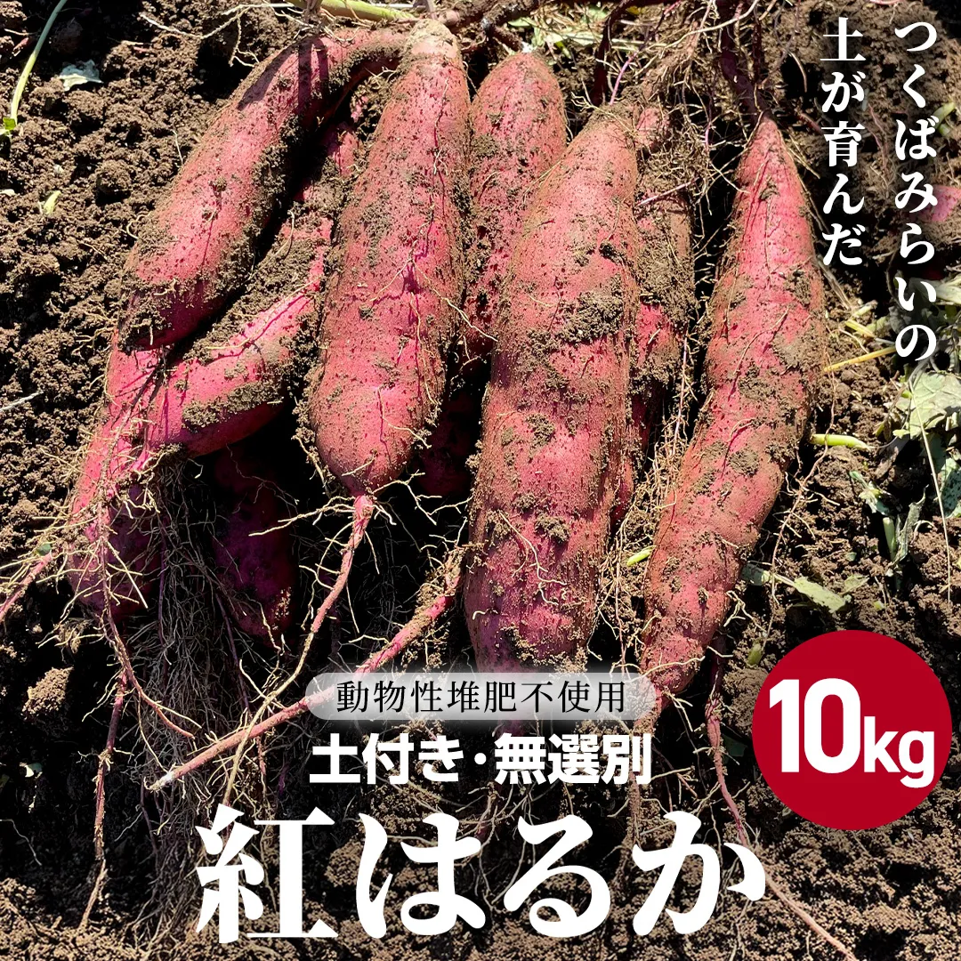 茨城県産 紅はるか 10kg 土付き 無選別 熟成 さつまいも 生芋 芋 サツマイモ 甘い 焼き芋 スイートポテト ねっとり つくばみらい市 茨城県産 [FA04-NT]