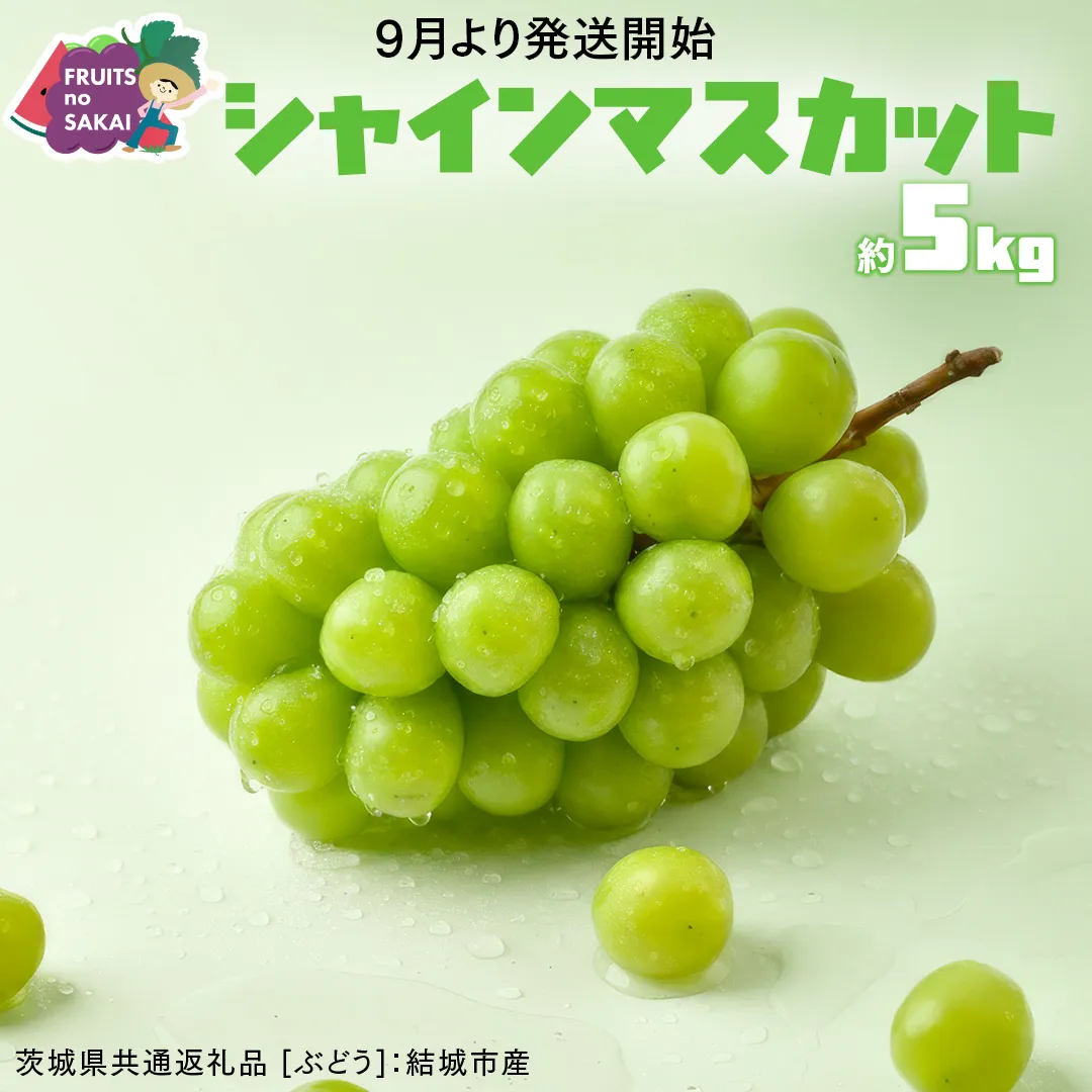 シャインマスカット 5kg （8～12房）【2026年9月より発送開始】（茨城県共通返礼品 [ぶどう]：結城市産） 葡萄 マスカット 旬 お取り寄せ フルーツ 種なし 皮ごと 甘い デザート [FC01-NT]