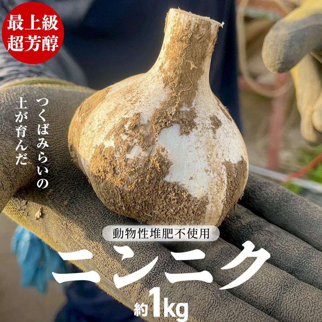 【先行予約】超芳醇 つくばみらいの土が育んだ 最上級ニンニク 約1kg つくばみらい市（2026年6月より発送開始） ニンニク 新ニンニク 茨城県産 国産 無化学肥料 農薬不使用 化学肥料不使用 [FA02-NT]