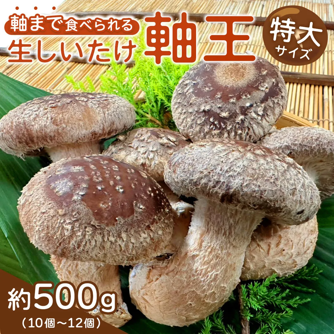 産地直送！軸まで美味しい『軸王しいたけ』特大サイズ 約500g (約10〜12個) しいたけ 椎茸 シイタケ きのこ キノコ 野菜 軸が太い 軸まで食べられる 特大 肉厚 旨味 菌床 国産 ぷりぷり ステーキ 椎茸ステーキ 新鮮 BBQ バーベキュー バター焼き 網焼き きんぴら オイル漬け [FL01-NT]