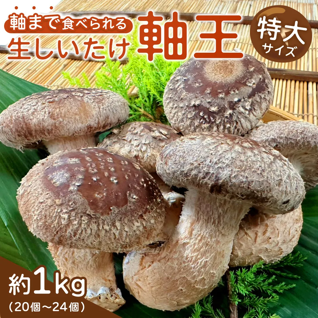 産地直送！軸まで美味しい『軸王しいたけ』 特大サイズ 約1kg (約20〜24個) しいたけ 椎茸 シイタケ きのこ キノコ 野菜 軸が太い 軸まで食べられる 特大 肉厚 旨味 菌床 国産 ぷりぷり ステーキ 椎茸ステーキ 新鮮 BBQ バーベキュー バター焼き 網焼き きんぴら オイル漬け [FL02-NT]