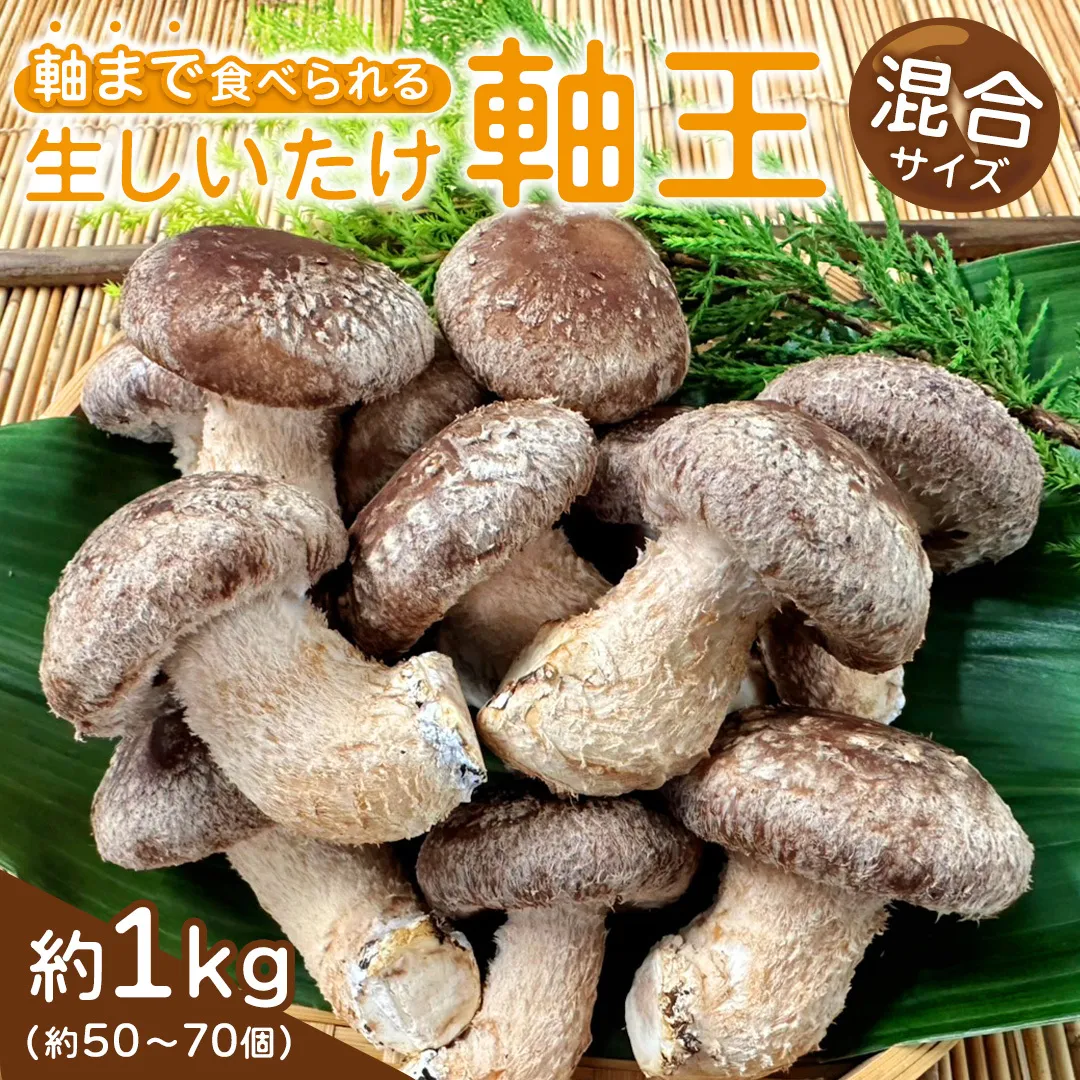 産地直送！軸まで美味しい『軸王しいたけ』サイズ混合 約1kg (約50～70個) しいたけ 椎茸 シイタケ きのこ キノコ 野菜 軸が太い 軸まで食べられる 特大 肉厚 旨味 菌床 国産 ぷりぷり ステーキ 椎茸ステーキ 新鮮 BBQ バーベキュー バター焼き 網焼き きんぴら オイル漬け [FL04-NT]