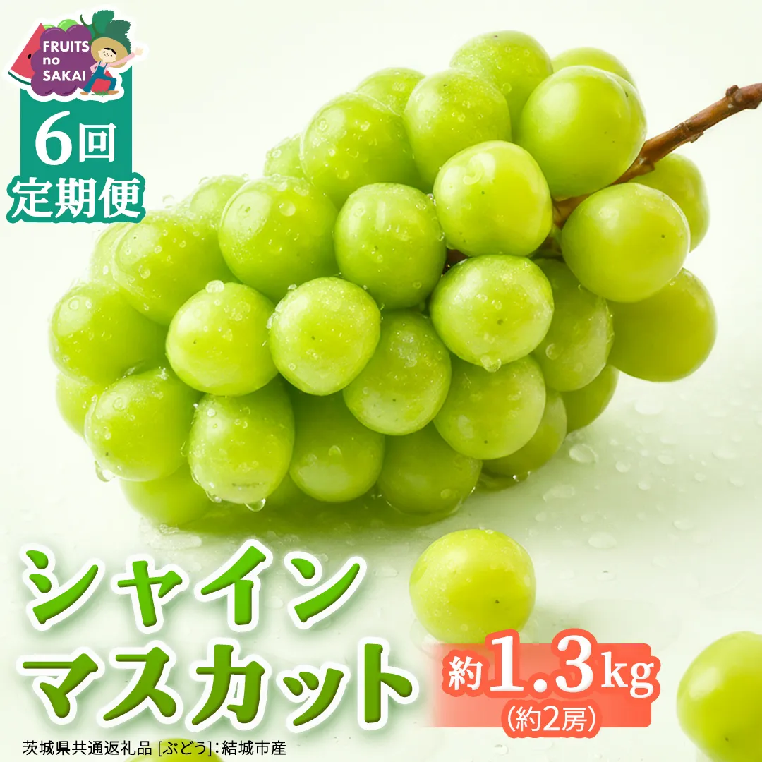 【定期便】6か月連続でお届け！ シャインマスカット 約1.3kg（約2房）【2026年8月から発送開始】（茨城県共通返礼品 [ぶどう]：結城市産） ぶどう ブドウ 葡萄 シャインマスカット 種なし 皮ごと 甘い 高級 ふるさと納税 定期便 6か月 [FC55-NT]