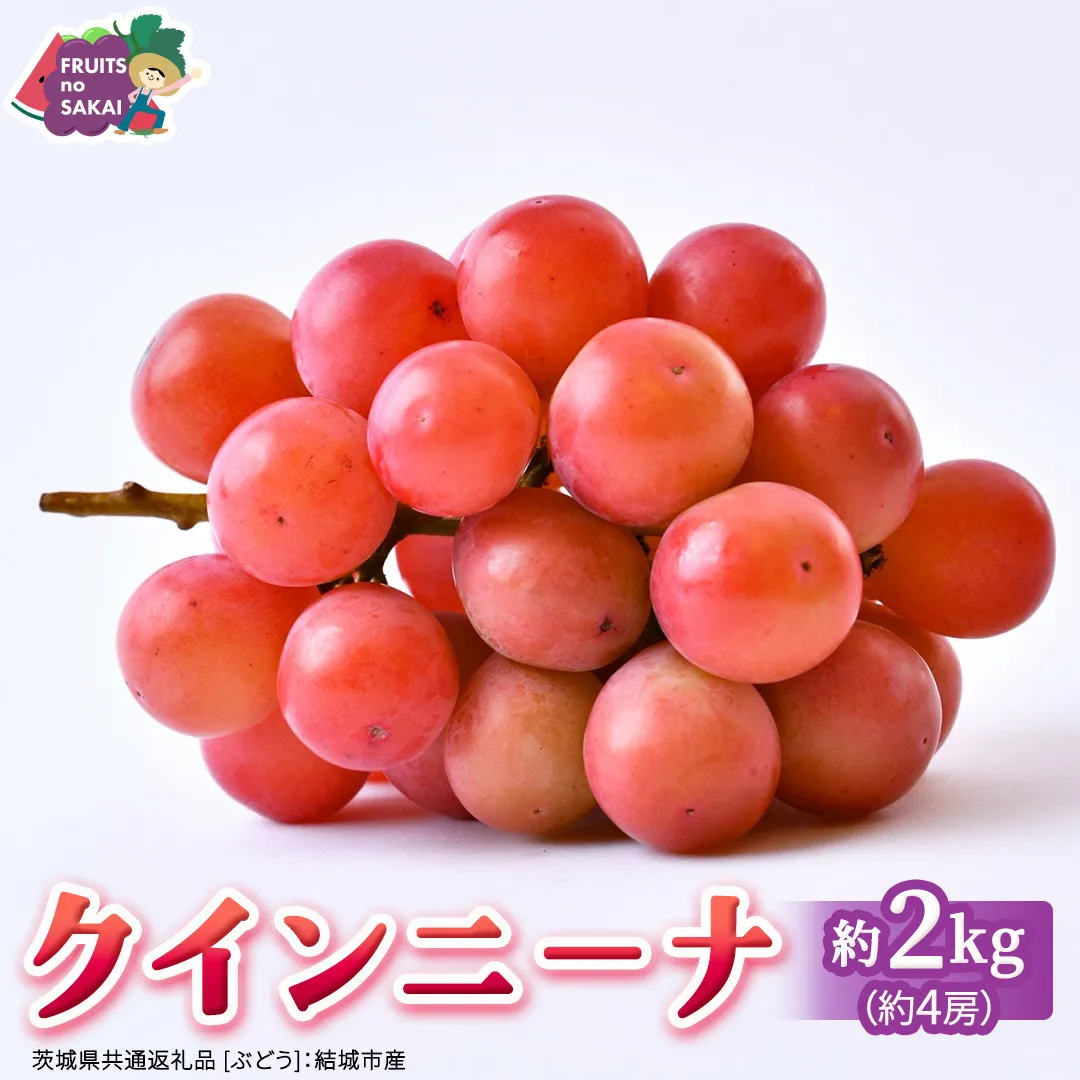 クインニーナ 約2kg（約4房） 【2026年8月より発送開始】 （茨城県共通返礼品 [ぶどう]：結城市産） ぶどう ブドウ 葡萄 クインニーナ 種なし 皮ごと 高級 国産 ふるさと納税 [FC18-NT]