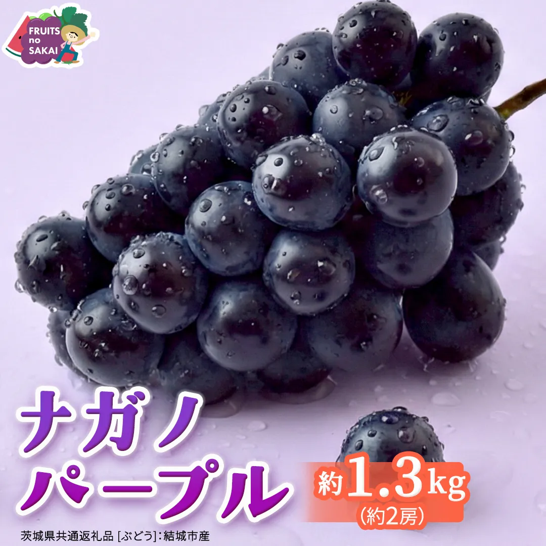 ナガノパープル 約1.3kg （約2房）【2026年8月より発送開始】（茨城県共通返礼品 [ぶどう]：結城市産） ぶどう ブドウ 葡萄 ナガノパープル 種なし 皮ごと 高級 国産 黒ぶどう 旬 お取り寄せ フルーツ 希少品種 デザート [FC21-NT]