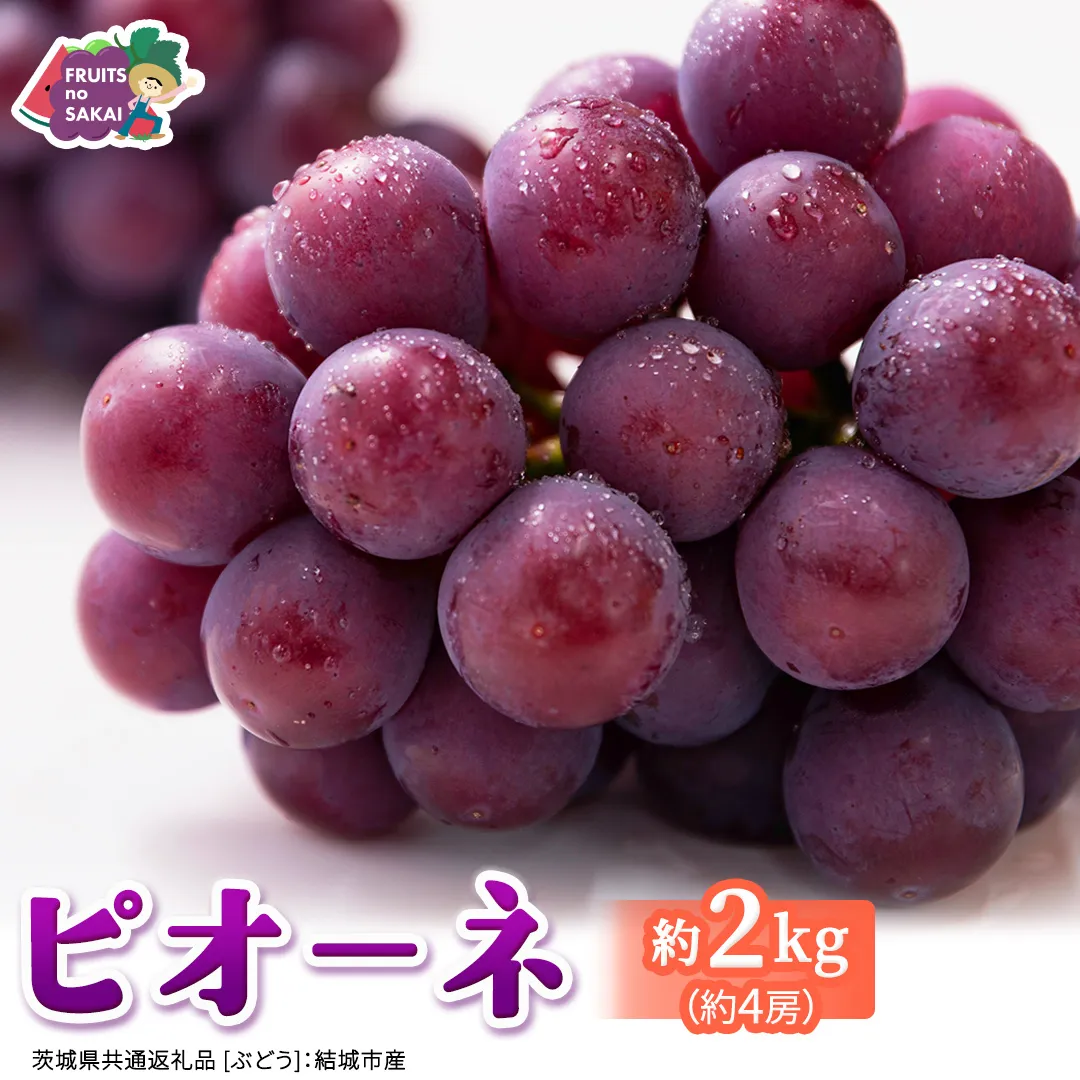 ピオーネ 約2kg （約4房）【2026年8月より発送開始】（茨城県共通返礼品 [ぶどう]：結城市産） ぶどう ブドウ 葡萄 ピオーネ高級 国産 黒ぶどう 旬 お取り寄せ フルーツ 希少品種 デザート [FC64-NT]
