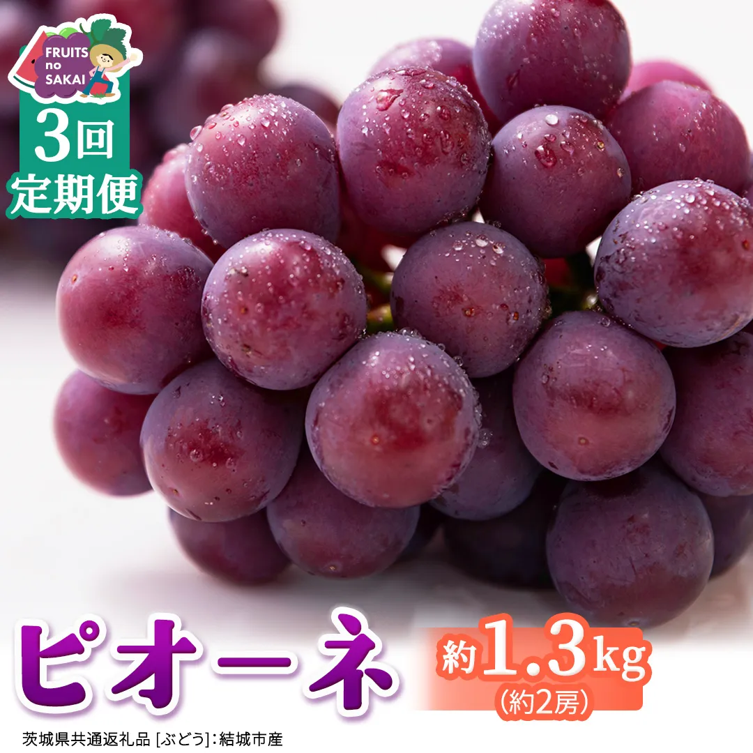 【定期便】3か月連続でお届け！ピオーネ 約1.3kg （約2房）【2026年8月より発送開始】（茨城県共通返礼品 [ぶどう]：結城市産） ぶどう ブドウ 葡萄 ピオーネ高級 国産 黒ぶどう 旬 お取り寄せ フルーツ 希少品種 デザート [FC66-NT]

