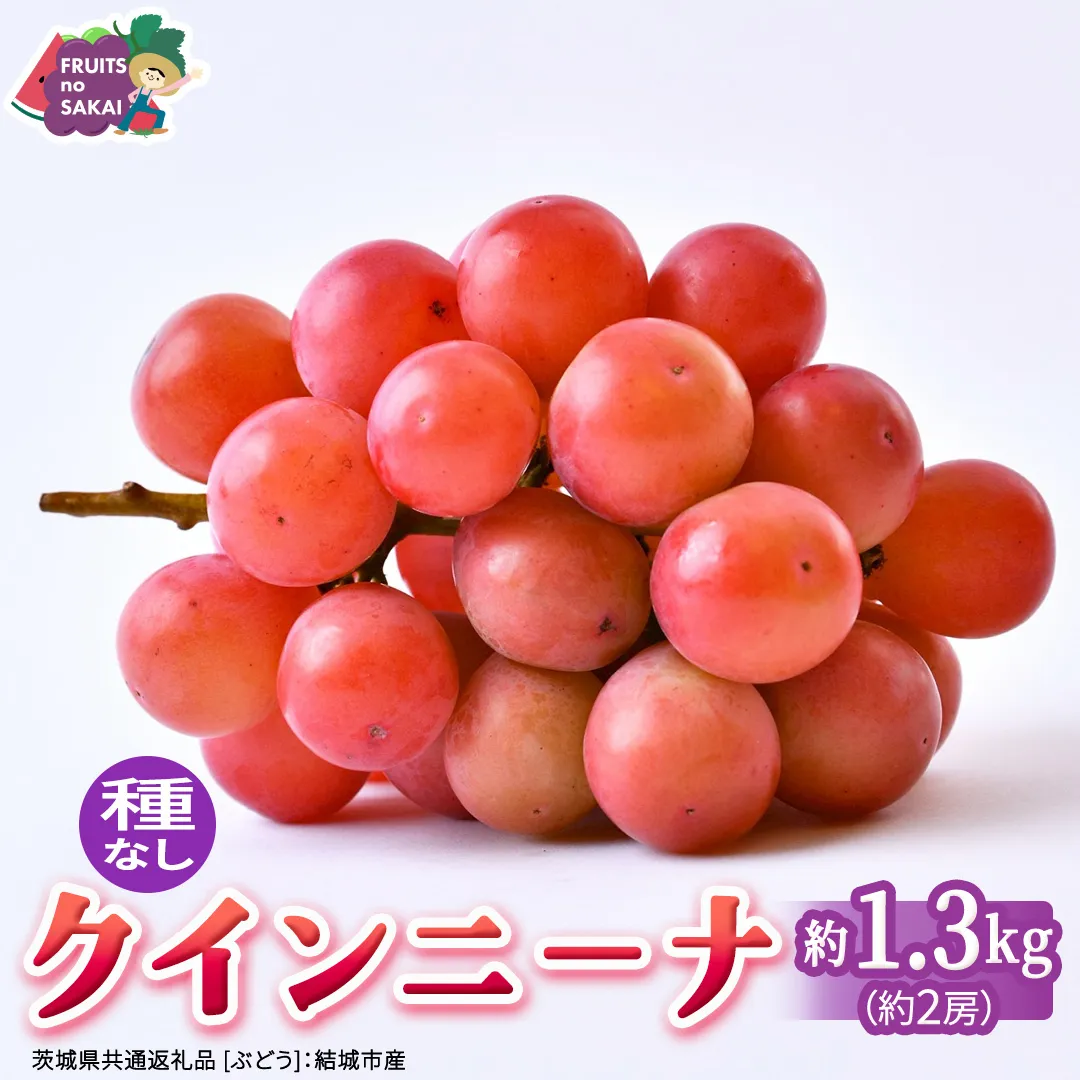 クインニーナ 約1.3kg（約2房） 【2026年8月より発送開始】 （茨城県共通返礼品 [ぶどう]：結城市産） ぶどう ブドウ 葡萄 クインニーナ 種なし 皮ごと 高級 国産 ふるさと納税 [FC17-NT]