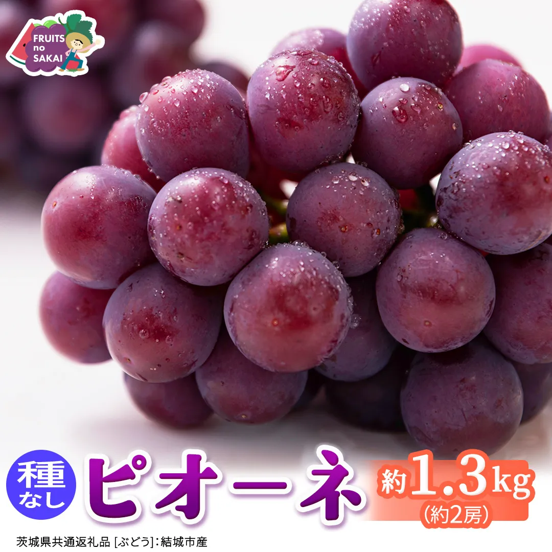 ピオーネ 約1.3kg （約2房）【2026年8月より発送開始】（茨城県共通返礼品 [ぶどう]：結城市産） ぶどう ブドウ 葡萄 ピオーネ高級 国産 黒ぶどう 旬 お取り寄せ フルーツ 希少品種 デザート [FC63-NT]