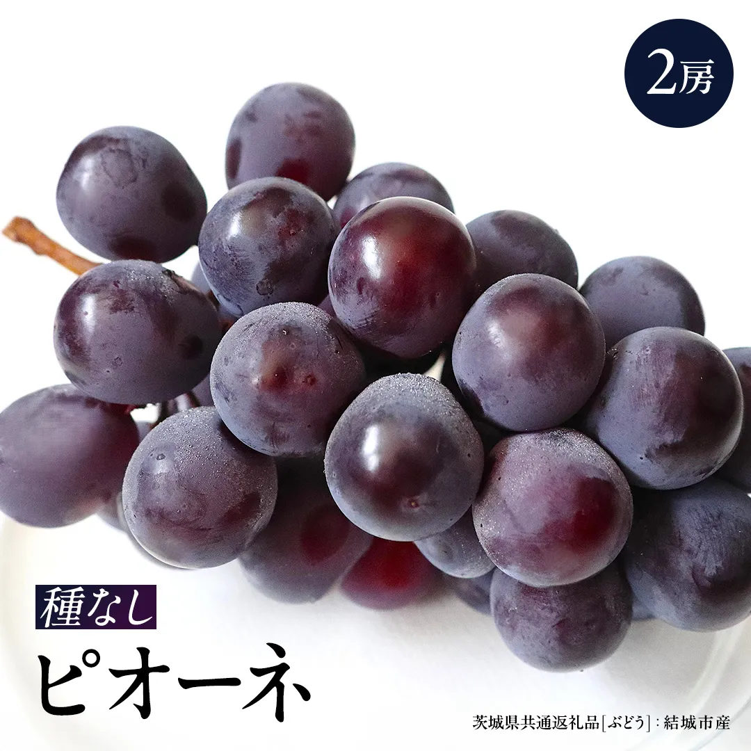 ピオーネ 2房 【2026年8月より発送開始】（茨城県共通返礼品 [ぶどう]：結城市産）田舎の頑固おやじが厳選！ ぶどう ブドウ 葡萄 大粒 ギフト 甘い 美味しい フルーツ 果物 [BI267-NT]