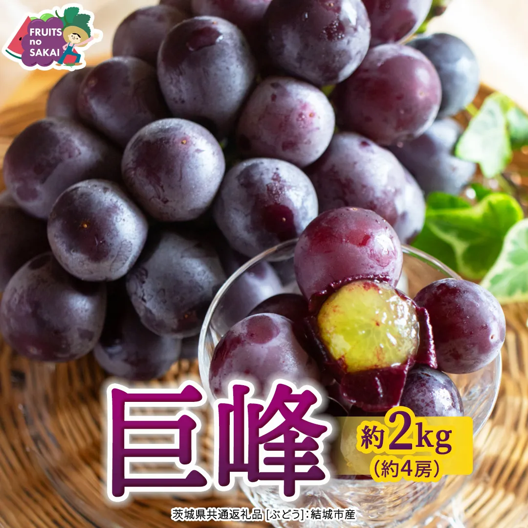 巨峰 約2kg(約4房)【2026年7月より発送開始】（茨城県共通返礼品 [ぶどう]：結城市産） ぶどう 果物 フルーツ デザート 茨城県 ギフト 高級 旬 [FC109-NT]