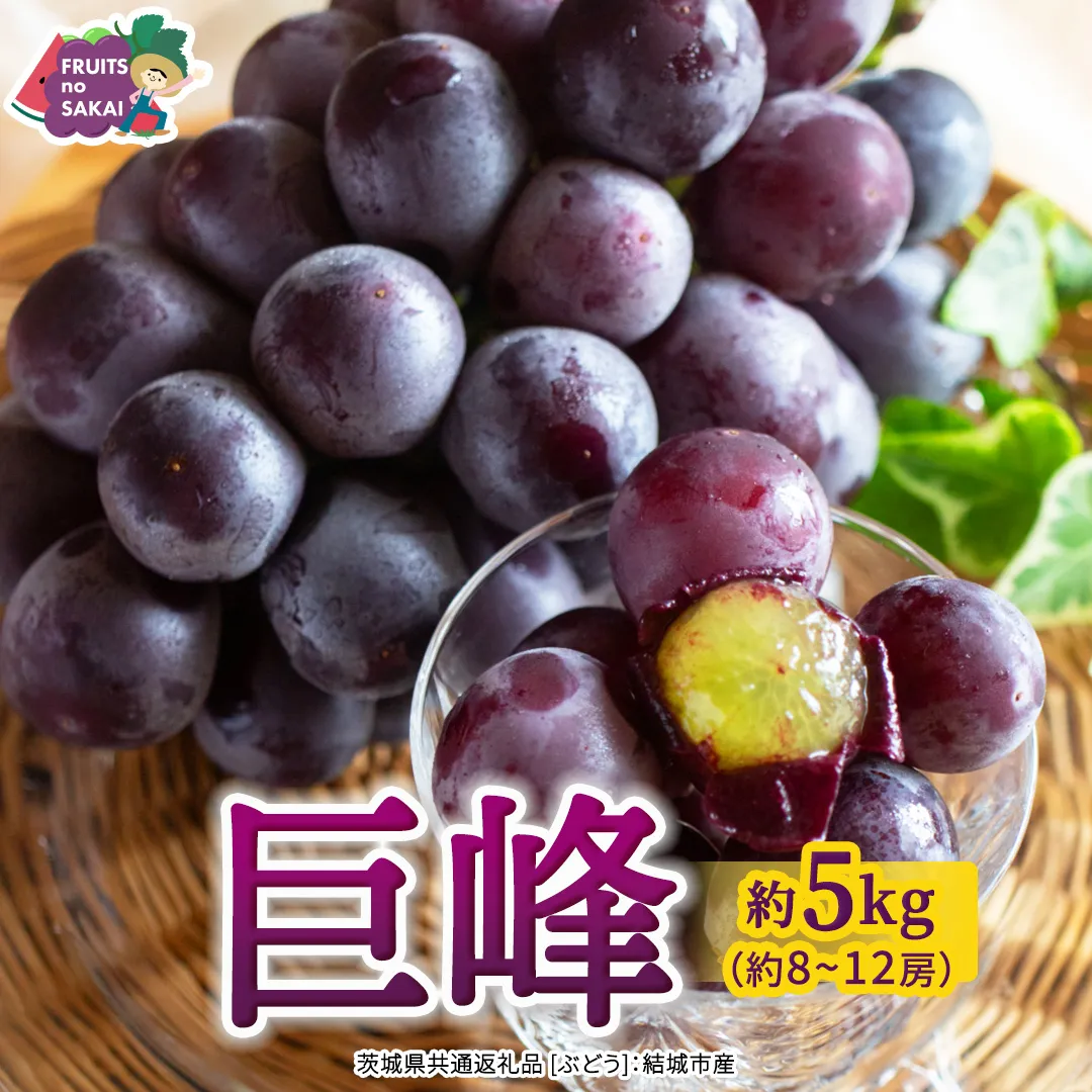 巨峰 約5kg(約8～12房)【2026年7月より発送開始】（茨城県共通返礼品 [ぶどう]：結城市産） ぶどう 果物 フルーツ デザート 茨城県 ギフト 高級 旬 [FC110-NT]