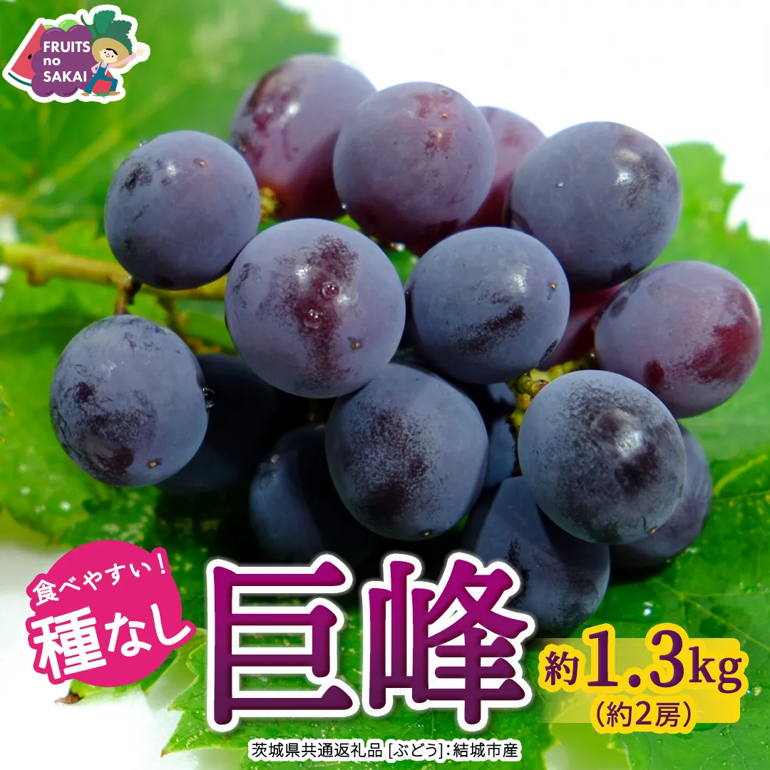 種なし 巨峰 約1.3kg(約2房)【2026年7月より発送開始】（茨城県共通返礼品 [ぶどう]：結城市産） ぶどう 種なし巨峰 フルーツ デザート 果物 食べやすい 旬 [FC111-NT]