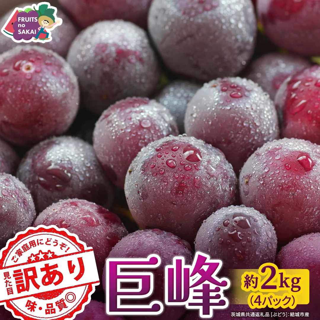 ＜ 訳あり ＞ 巨峰 4パック(約2kg)【2026年9月より発送開始】（茨城県共通返礼品 [ぶどう]：結城市産） ぶどう ご家庭用 お得 フルーツ 果物 加工用 [FC123-NT]