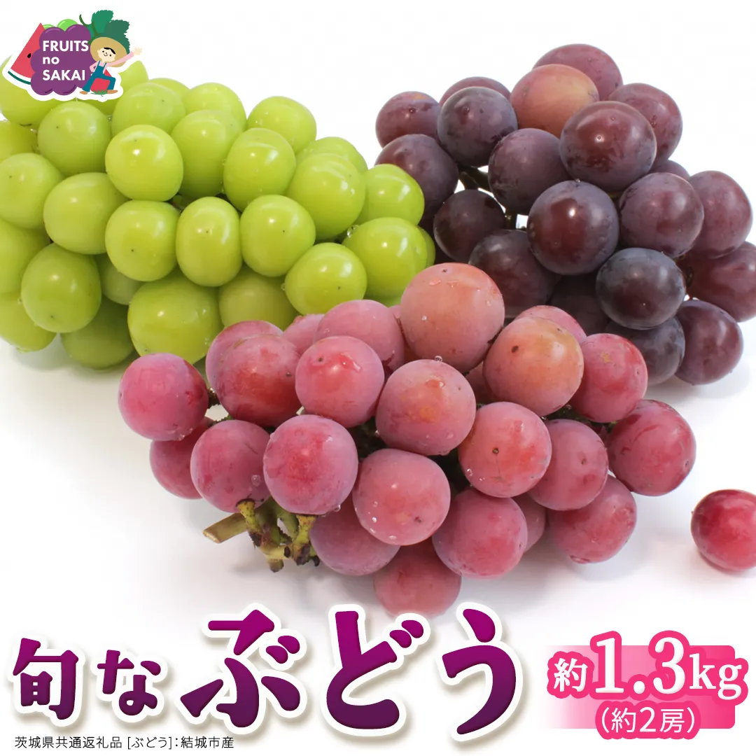 旬なぶどう 品種おまかせ 約1.3kg(約2房)【2026年8月より発送開始】（茨城県共通返礼品 [ぶどう]：結城市産） ぶどう 旬 おまかせ 詰め合わせ フルーツ 果物 巨峰 ピオーネ シャインマスカット ナガノパープル 我が道 ゴルビー [FC117-NT]