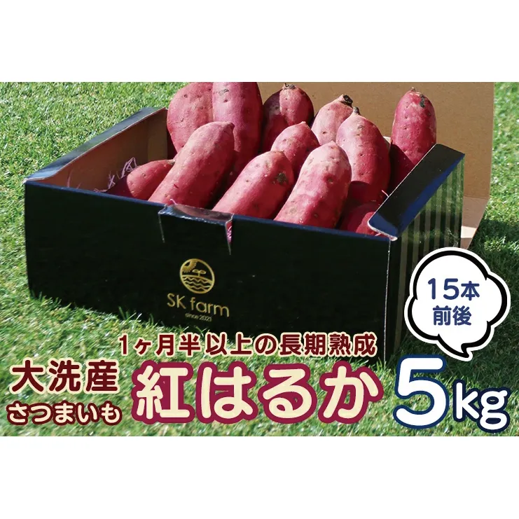 <先行予約>大洗産 さつまいも 紅はるか 5kg （15本前後） Sea Sweet 長期熟成 茨城県産 サツマイモ 土付き 生芋 芋 さつま芋 薩摩芋 甘藷 べにはるか