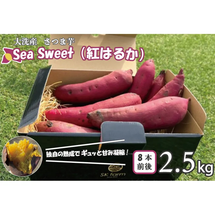 大洗産 さつまいも 紅はるか 2.5kg （8本前後） 「Sea Sweet」 長期熟成 茨城県産 サツマイモ 土付き 生芋 芋 さつま芋 薩摩芋 甘藷 べにはるか
