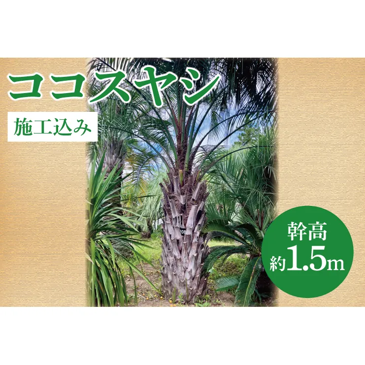 ココスヤシ 幹高約1.5m【施工込み】ヤシの木 ヤシ リゾート ガーデン 自宅 別荘 南国 庭木 観葉植物 大洗町