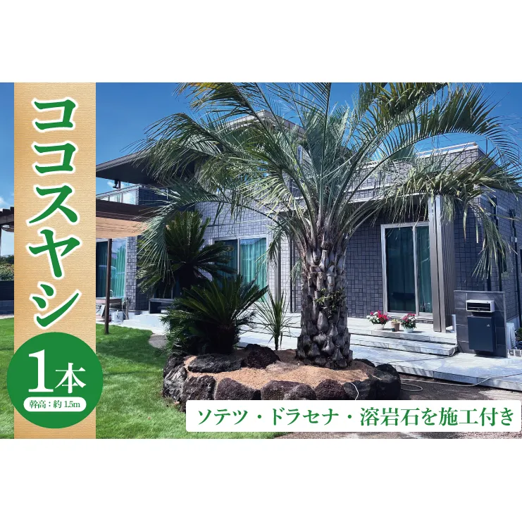 ココスヤシ 幹高約1.5m１本・ソテツ・ドラセナ・溶岩石【施工込み】 ヤシの木 ヤシ リゾート ガーデン 自宅 別荘 南国 庭木 観葉植物 大洗町