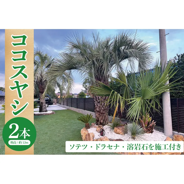 ココスヤシ 幹高約1.5m２本・ソテツ・ドラセナ・溶岩石【施工込み】 ヤシの木 ヤシ リゾート ガーデン 自宅 別荘 南国 庭木 観葉植物 大洗町