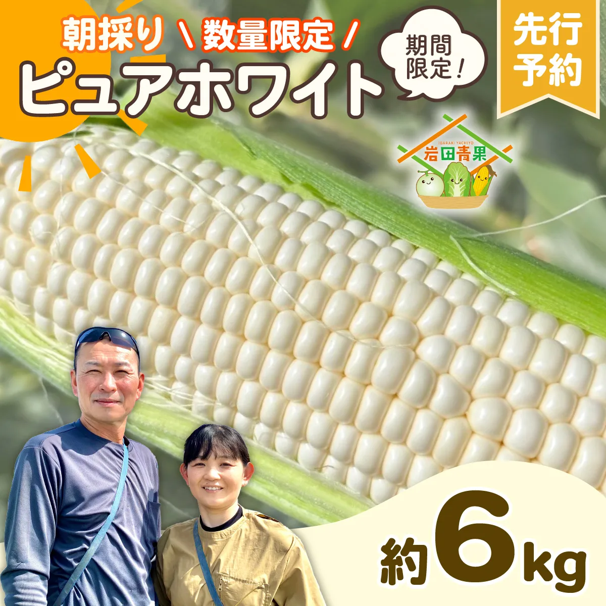 【先行予約 2026年6月下旬以降発送 】 【 令和8年産 】 朝採り 白い とうもろこし ピュアホワイト 約 6kg トウモロコシ 期間限定 甘い 生食 [AX028ya]