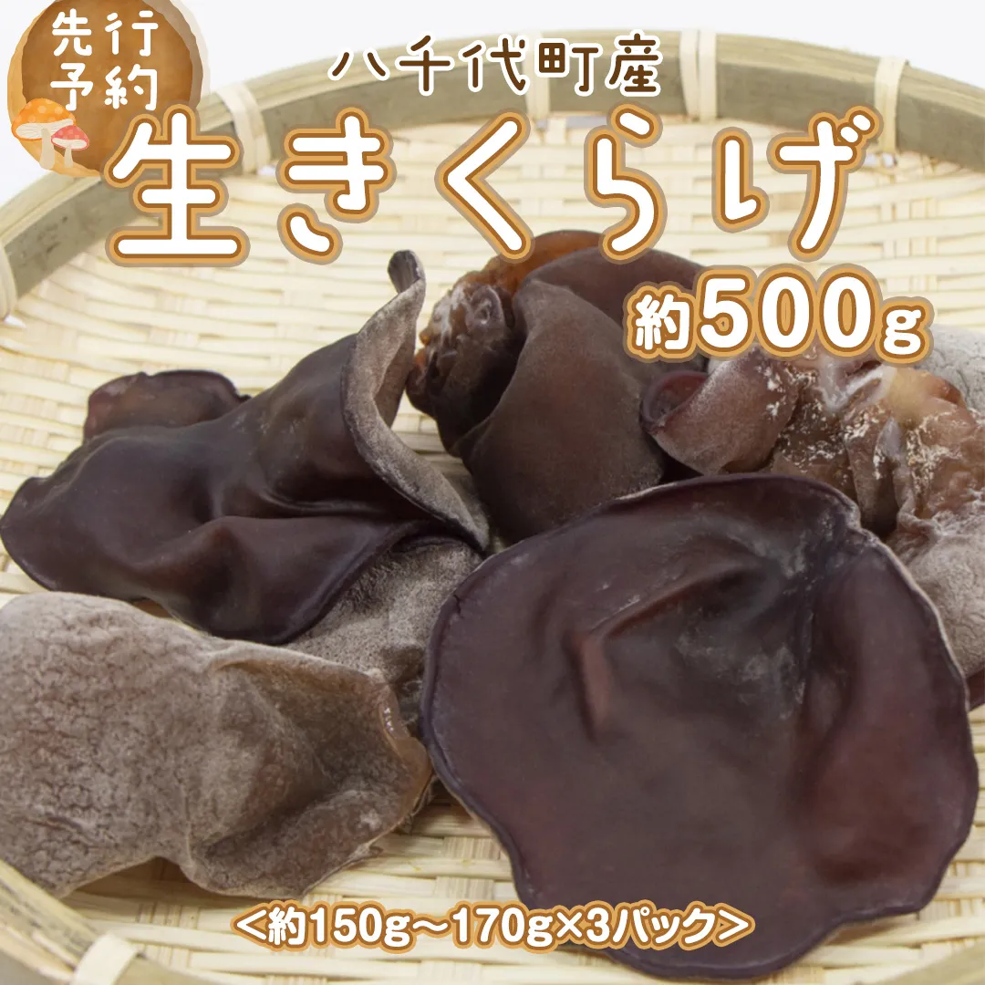 【先行予約　2024年6月以降発送】八千代町産 生きくらげ 約 500g (約 150g ～ 170g × 3パック ） キクラゲ 木耳 きのこ キノコ ふるさと納税 7000円 茨城県 八千代町 [CW001ya]