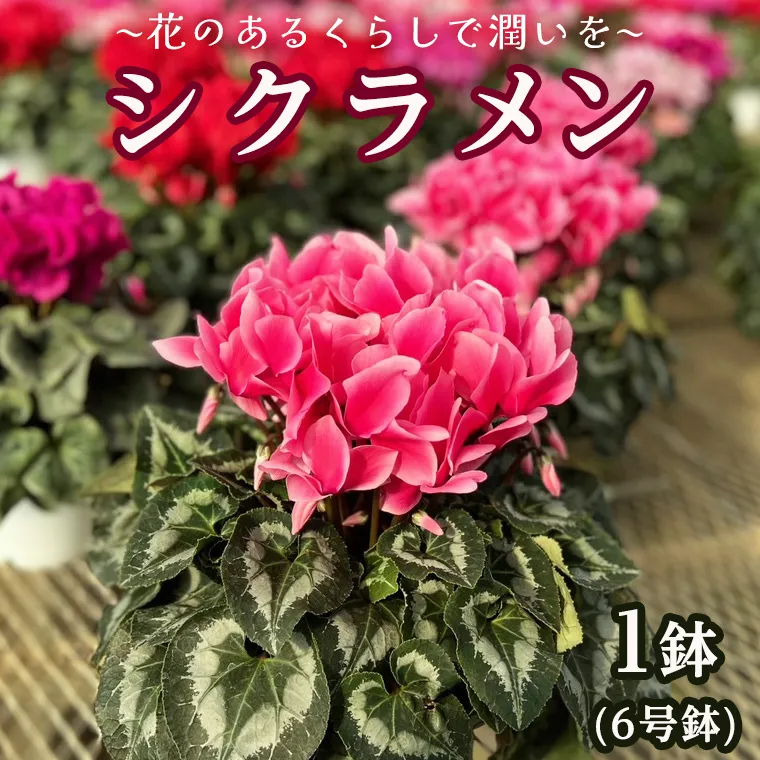 【 先行予約 11月下旬より順次発送 】 シクラメン 6号鉢 1鉢 ～ 花のあるくらしで潤いを～お花 鉢植 ギフト クリスマス プレゼント 鉢花 フラワーギフト おまかせ 贈答 [AJ001ya]