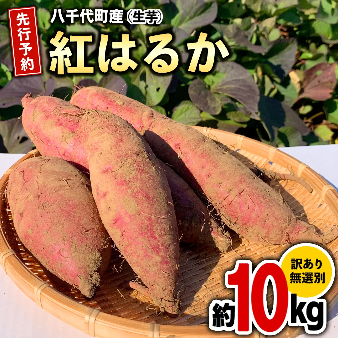 訳あり さつまいも 紅はるか 約 10kg 土付き 無選別 茨城 八千代町産 生芋 サツマイモ さつま芋 焼き芋 やきいも 芋 イモ 野菜 不揃い 規格外 長期熟成 おやつ デザート 秋 旬 農家直送 【 先行予約 2026年10月下旬以降発送 】 [AX010ya]
