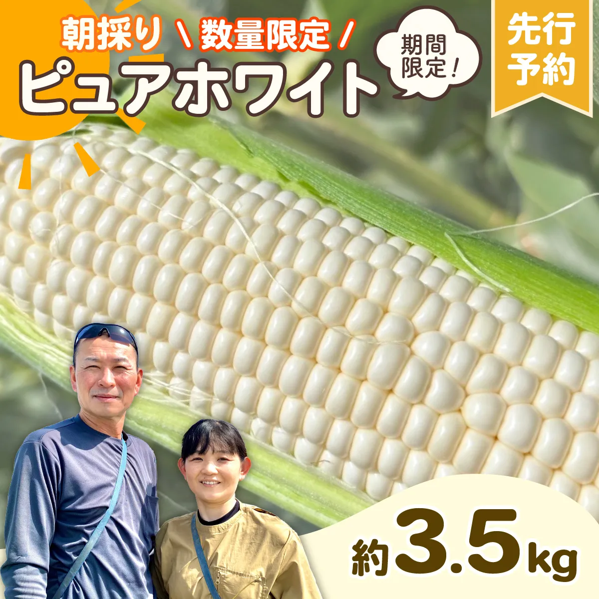【先行予約 2026年6月下旬以降発送 】 【 令和8年産 】 朝採り 白い とうもろこし ピュアホワイト 約3.5kg トウモロコシ 期間限定 甘い 生食 [AX059ya]