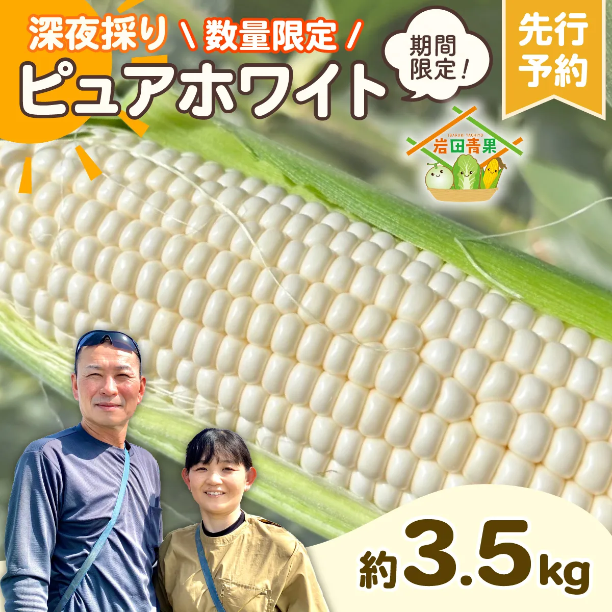 【先行予約 2026年6月下旬以降発送 】 【 令和8年産 】 深夜採り 朝出荷 白い とうもろこし ピュアホワイト 約3.5kg トウモロコシ 期間限定 甘い 生食 [AX059ya]