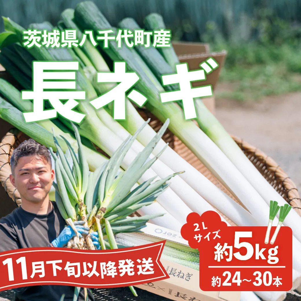 【先行受付 2026年11月下旬以降発送開始】長ネギ 約5kg 2L 約24本～30本 茨城県産 八千代町産 野菜 農家直送 化成肥料不使用 有機肥料100% ねぎ 長ねぎ ネギ 旨味 認定農業者 8500円 [DJ002ya]