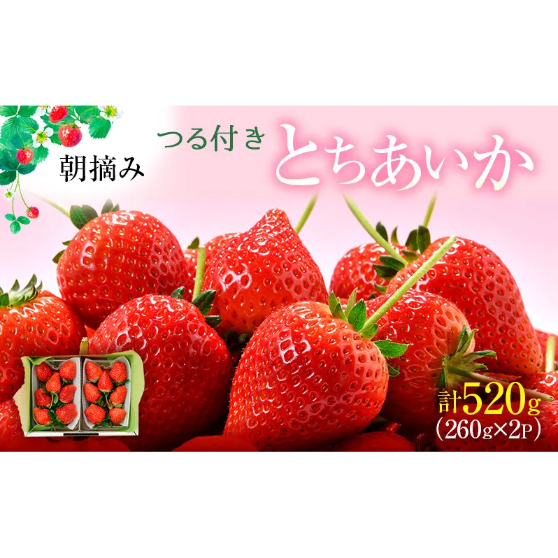 【先行予約】つる付き とちあいか 2パック箱（2025年11月下旬～12月中旬発送） いちご 果物 フルーツ 苺 イチゴ くだもの 朝取り 新鮮 美味しい 甘い