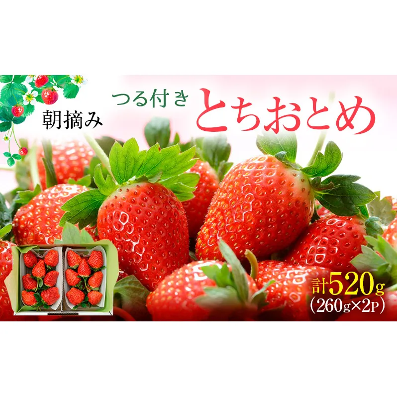 【先行予約】つる付き とちおとめ 2パック箱（2025年11月下旬～12月中旬発送） いちご 果物 フルーツ 苺 イチゴ くだもの 朝取り 新鮮 美味しい 甘い