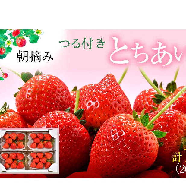 【先行予約】つる付き とちあいか 4パック（2025年11月下旬～12月中旬発送） いちご 果物 フルーツ 苺 イチゴ くだもの 朝取り 新鮮 美味しい 甘い